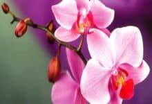 Top 20 loài hoa đẹp nhất thế giới, có 1 loại mọc đầy ở Việt Nam