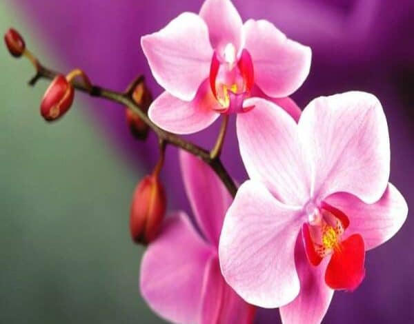 Top 20 loài hoa đẹp nhất thế giới, có 1 loại mọc đầy ở Việt Nam