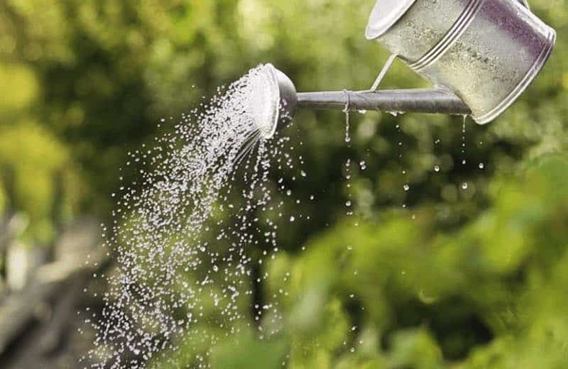 Chế độ tưới nước cho cây Su su trong thùng xốp