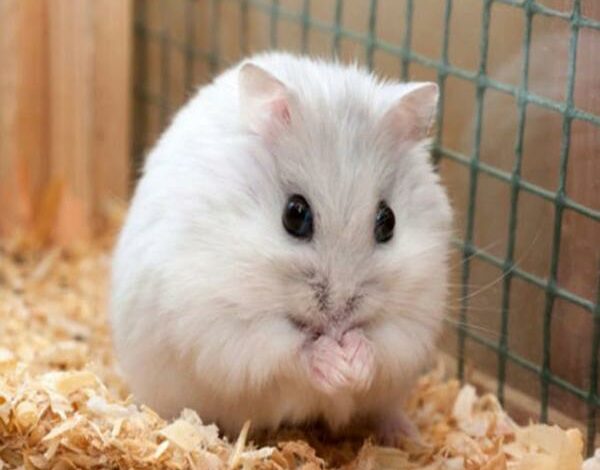Ảnh Chuột Hamster: Khám phá vẻ đáng yêu của chúng ngay tại đây!