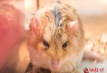 Dấu Hiệu Hamster Ngủ Đông: Những Bí Mật Thú Vị Mà Bạn Nên Biết