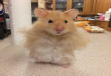 Bộ Sưu Tập Meme Chuột Hamster: Hài Hước, Dễ Thương và Đáng Yêu