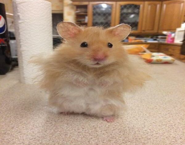 Bộ Sưu Tập Meme Chuột Hamster: Hài Hước, Dễ Thương và Đáng Yêu