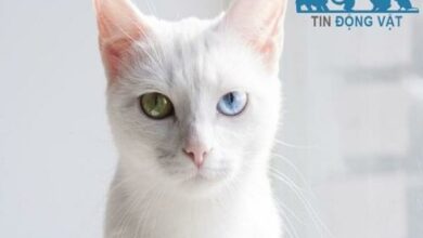 Mèo Khao Manee - Giá bao nhiêu và loại mắt kim cương