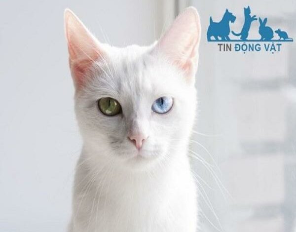 Mèo Khao Manee - Giá bao nhiêu và loại mắt kim cương