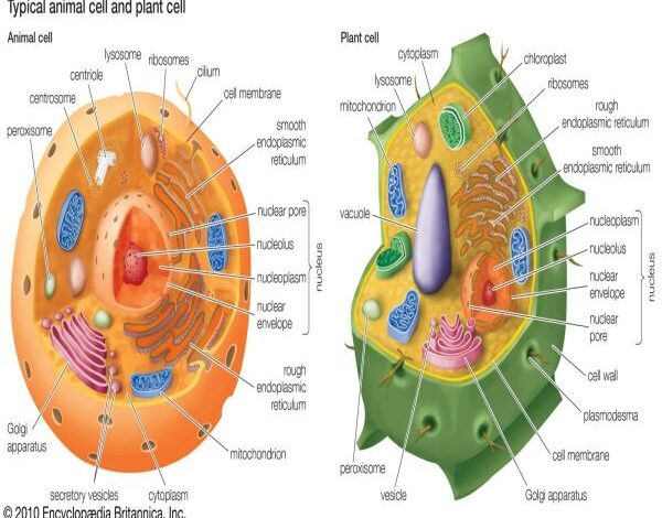 Tế bào và những bí ẩn của cơ thể người