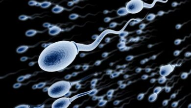Tinh dịch và tinh trùng: Cùng nhau hỗn hợp tạo nên sức khỏe sinh sản nam giới